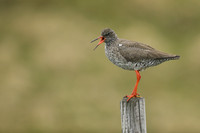 Redshank, Flatey Island, Iceland, June 2019