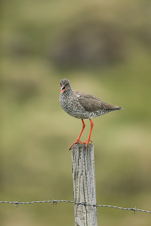 Redshank, Flatey Island, Iceland, June 2019