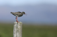 Redshank, Floi Bird Reserve, Iceland, June 2019