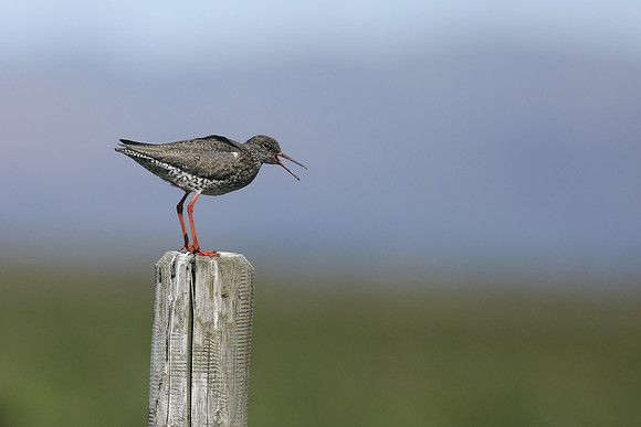 Redshank, Floi Bird Reserve, Iceland, June 2019