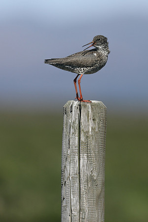 Redshank, Floi Bird Reserve, Iceland, June 2019
