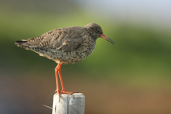 Redshank, Borgnes, Iceland, June 2019