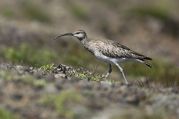 Whimbrel, Hellnar, Iceland, June 2019