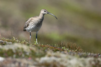 Whimbrel, Hellnar, Iceland, June 2019