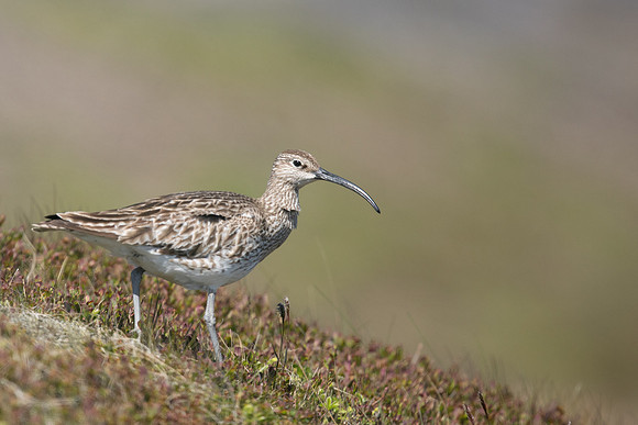 Whimbrel, Hellnar, Iceland, June 2019