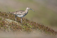 Whimbrel, Hellnar, Iceland, June 2019