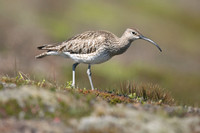 Whimbrel, Hellnar, Iceland, June 2019