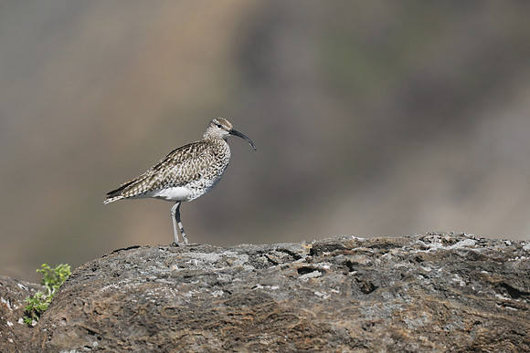 Whimbrel, Hellnar, Iceland, June 2019