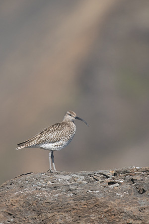 Whimbrel, Hellnar, Iceland, June 2019