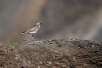 Whimbrel, Hellnar, Iceland, June 2019
