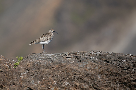 Whimbrel, Hellnar, Iceland, June 2019