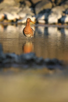 Black-tailed Godwit, Borganes, Iceland, June 2019