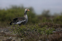 Greylag Goose, Þingvallavatn, Iceland, June 2019.