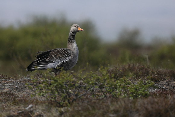 Greylag Goose, Þingvallavatn, Iceland, June 2019.