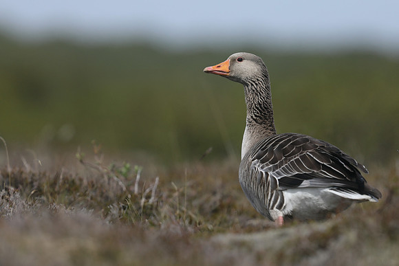 Greylag Goose, Þingvallavatn, Iceland, June 2019
