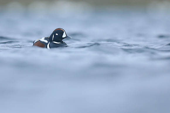 Harlequin Duck, River Laxa, Iceland, June 2019