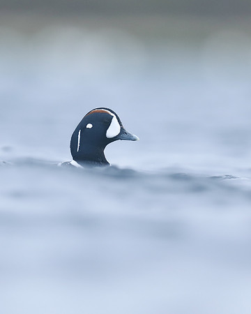 Harlequin Duck, River Laxa, Iceland, June 2019