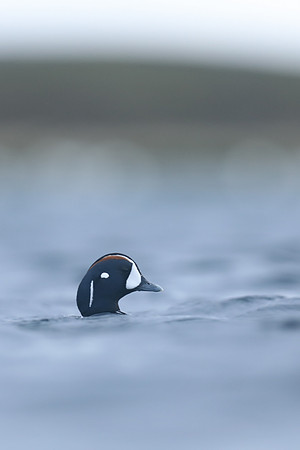 Harlequin Duck, River Laxa, Iceland, June 2019