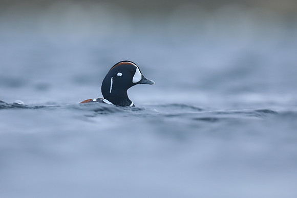 Harlequin Duck, River Laxa, Iceland, June 2019