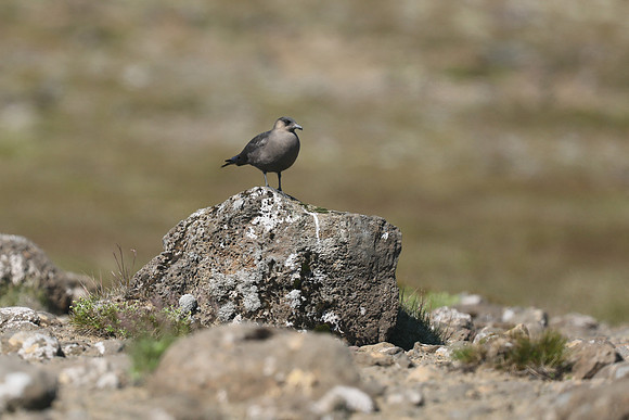 Arctic Skua, Hellnar, Iceland, June 2019