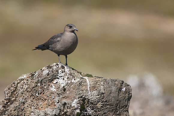 Arctic Skua, Hellnar, Iceland, June 2019
