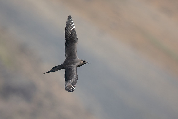 Arctic Skua, Hellnar, Iceland, June 2019