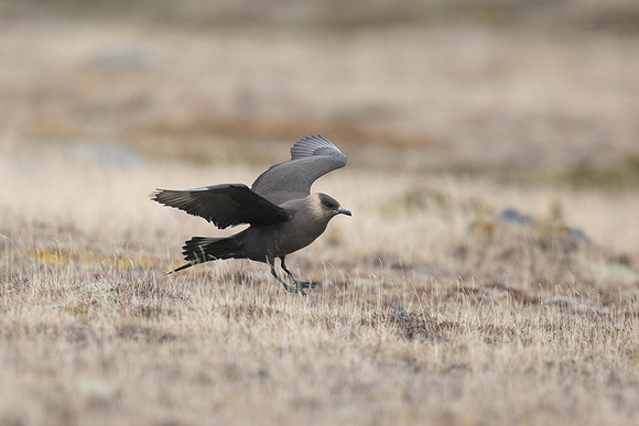 Arctic Skua, Rif, Iceland, June 2019
