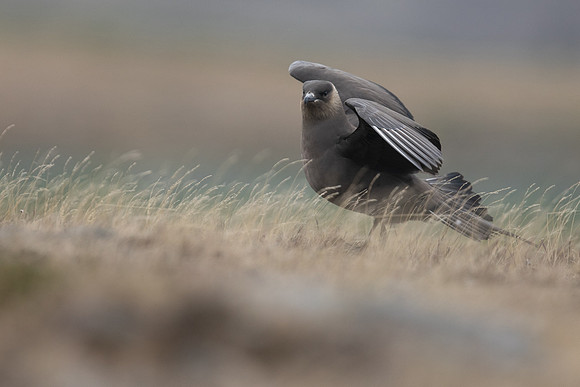 Arctic Skua, Rif, Iceland, June 2019