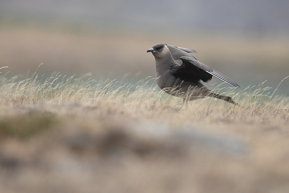 Arctic Skua, Rif, Iceland, June 2019
