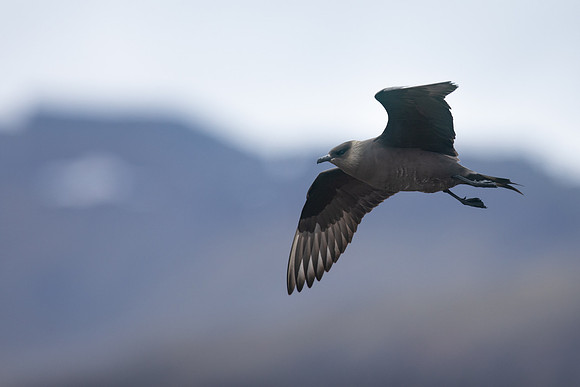 Arctic Skua, Rif, Iceland, June 2019