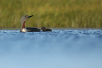 Red-Throated diver, Floi Bird Reserve, June 2019.