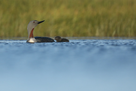 Red-Throated diver, Floi Bird Reserve, June 2019.