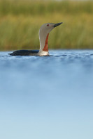 Red-Throated diver, Floi Bird Reserve, June 2019