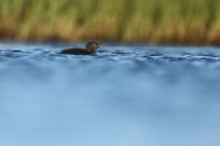 Red-Throated diver, Floi Bird Reserve, June 2019