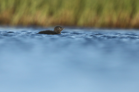 Red-Throated diver, Floi Bird Reserve, June 2019