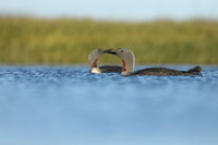 Red-Throated diver, Floi Bird Reserve, June 2019