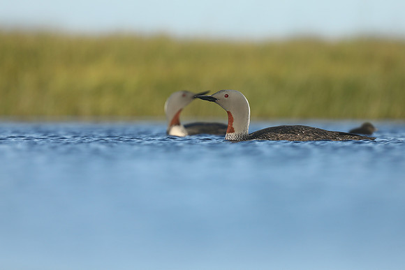 Red-Throated diver, Floi Bird Reserve, June 2019