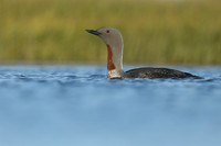 Red-Throated diver, Floi Bird Reserve, June 2019