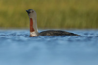 Red-Throated diver, Floi Bird Reserve, June 2019