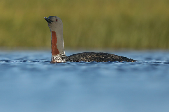 Red-Throated diver, Floi Bird Reserve, June 2019