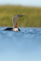 Red-Throated diver, Floi Bird Reserve, June 2019