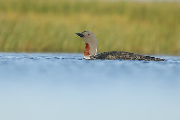 Red-Throated diver, Floi Bird Reserve, June 2019