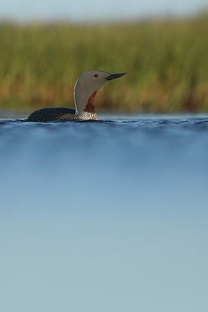 Red-Throated diver, Floi Bird Reserve, June 2019