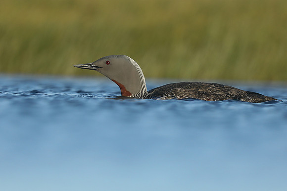 Red-Throated diver, Floi Bird Reserve, June 2019