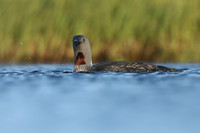 Red-Throated diver, Floi Bird Reserve, June 2019