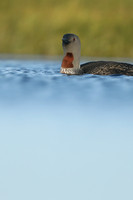 Red-Throated diver, Floi Bird Reserve, June 2019