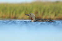Red-Throated diver, Floi Bird Reserve, June 2019