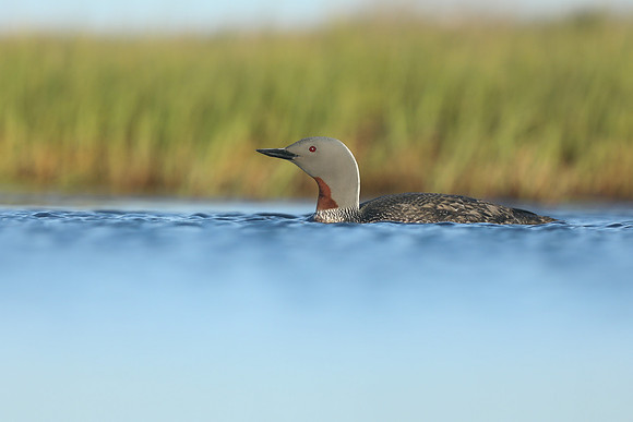 Red-Throated diver, Floi Bird Reserve, June 2019