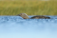 Red-Throated diver, Floi Bird Reserve, June 2019