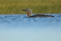 Red-Throated diver, Floi Bird Reserve, June 2019